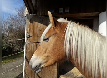 Edelbluthaflinger, Mare, 7 years, 14.2 hh, Chestnut-Red