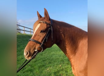 Edelbluthaflinger, Mare, 7 years, 14,2 hh, Chestnut-Red