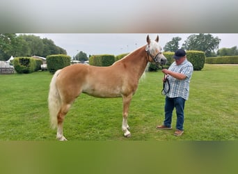 Edelbluthaflinger, Mare, 7 years, 14.3 hh, Chestnut-Red
