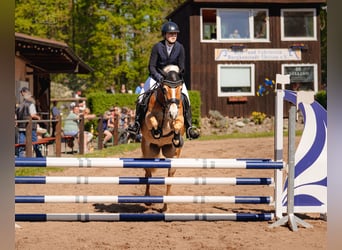 Edelbluthaflinger, Mare, 7 years, 14,2 hh, Chestnut-Red