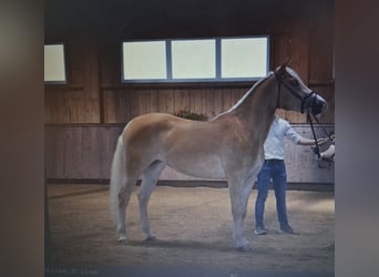 Edelbluthaflinger, Mare, 7 years