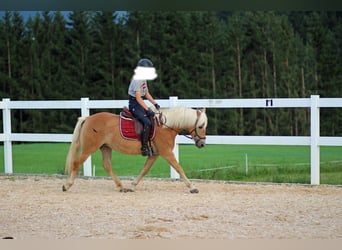 Edelbluthaflinger, Mare, 8 years, 14.1 hh, Chestnut-Red