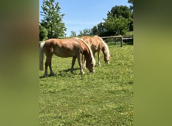 Edelbluthaflinger, Mare, 8 years, 14,2 hh, Chestnut