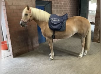 Edelbluthaflinger, Mare, 8 years, 14,2 hh, Chestnut
