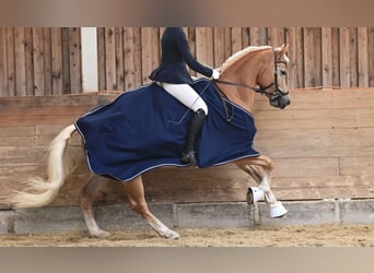 Edelbluthaflinger, Mare, 8 years, 15 hh, Chestnut-Red