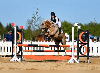 Edelbluthaflinger, Mare, 8 years, 15 hh, Chestnut-Red