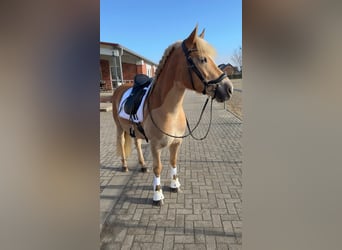 Edelbluthaflinger, Mare, 9 years, 14,2 hh, Chestnut-Red
