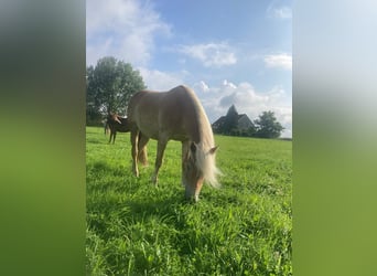 Edelbluthaflinger, Mare, 9 years, 14,3 hh, Cremello