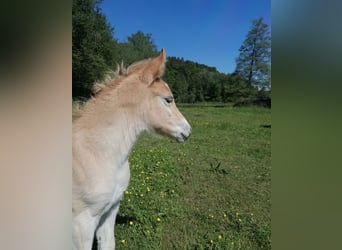 Edelbluthaflinger, Mare, Foal (04/2025), 14,1 hh