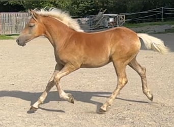 Edelbluthaflinger, Mare, Foal (03/2024), Chestnut-Red