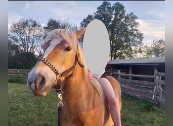 Edelbluthaflinger, Merrie, 10 Jaar, 144 cm, Vos