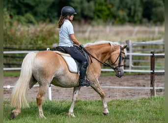 Edelbluthaflinger, Merrie, 10 Jaar, 151 cm, Vos