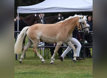 Edelbluthaflinger, Merrie, 10 Jaar, 151 cm, Vos