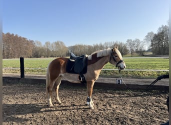 Edelbluthaflinger, Merrie, 12 Jaar, 148 cm, Donkere-vos