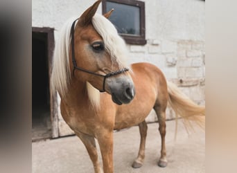 Edelbluthaflinger, Merrie, 12 Jaar, 150 cm, Vos