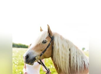 Edelbluthaflinger, Merrie, 13 Jaar, 144 cm, Vos