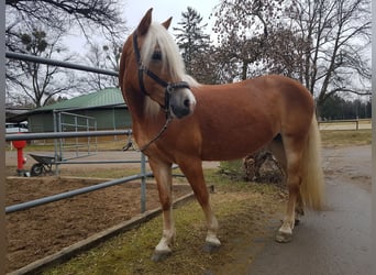 Edelbluthaflinger, Merrie, 15 Jaar, 149 cm, Vos