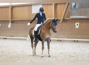 Edelbluthaflinger, Merrie, 16 Jaar, 152 cm, Vos