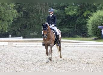 Edelbluthaflinger, Merrie, 16 Jaar, 152 cm, Vos
