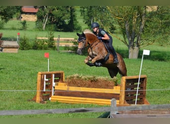 Edelbluthaflinger, Merrie, 16 Jaar, 152 cm, Vos