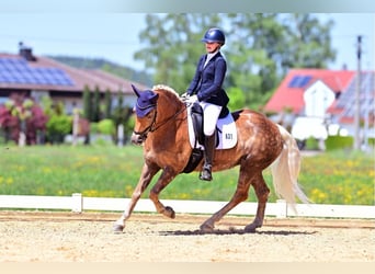 Edelbluthaflinger, Merrie, 16 Jaar, 152 cm, Vos