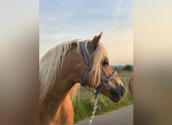 Edelbluthaflinger, Merrie, 17 Jaar, 145 cm, Vos