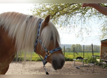 Edelbluthaflinger, Merrie, 17 Jaar, 145 cm, Vos