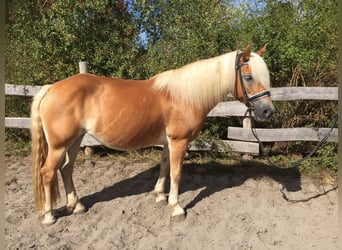 Edelbluthaflinger, Merrie, 17 Jaar, 145 cm, Vos