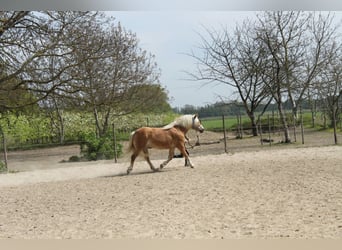 Edelbluthaflinger, Merrie, 17 Jaar, 145 cm, Vos