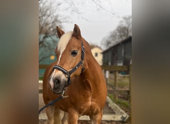 Edelbluthaflinger, Merrie, 18 Jaar, 144 cm, Vos