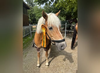 Edelbluthaflinger, Merrie, 18 Jaar, 144 cm, Vos