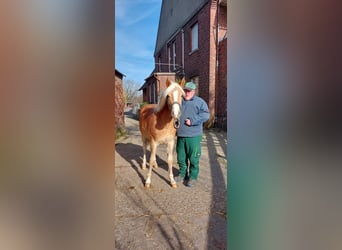 Edelbluthaflinger, Merrie, 1 Jaar