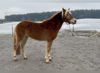 Edelbluthaflinger, Merrie, 3 Jaar, 144 cm