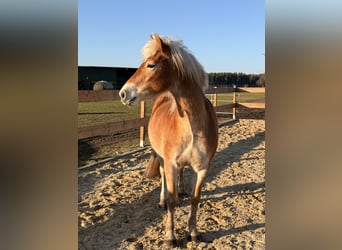Edelbluthaflinger, Merrie, 3 Jaar, 146 cm, Vos