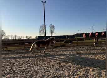 Edelbluthaflinger, Merrie, 3 Jaar, 146 cm, Vos