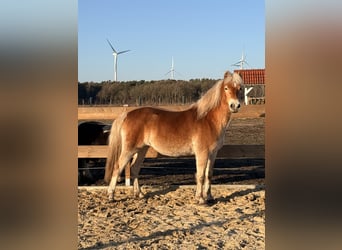 Edelbluthaflinger, Merrie, 3 Jaar, 146 cm, Vos
