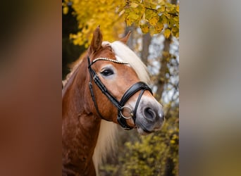 Edelbluthaflinger, Merrie, 3 Jaar, 147 cm, Vos
