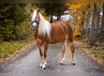 Edelbluthaflinger, Merrie, 3 Jaar, 147 cm, Vos