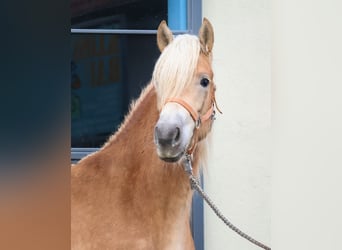 Edelbluthaflinger, Merrie, 3 Jaar, 150 cm, Vos