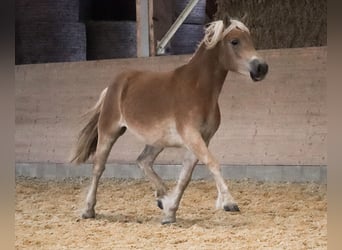 Edelbluthaflinger, Merrie, 3 Jaar, 150 cm, Vos