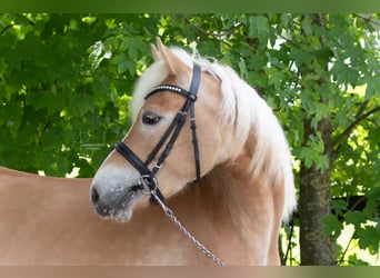 Edelbluthaflinger, Merrie, 4 Jaar, 143 cm, Vos