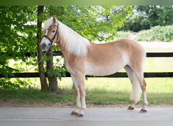 Edelbluthaflinger, Merrie, 4 Jaar, 143 cm, Vos
