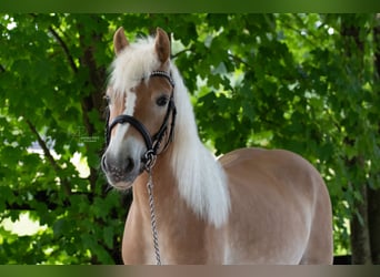 Edelbluthaflinger, Merrie, 4 Jaar, 143 cm, Vos