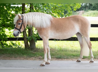 Edelbluthaflinger, Merrie, 4 Jaar, 143 cm, Vos