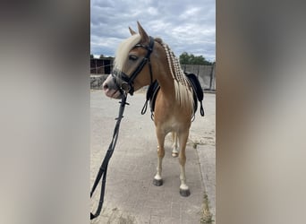 Edelbluthaflinger, Merrie, 4 Jaar, 145 cm, Vos