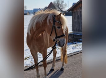 Edelbluthaflinger, Merrie, 4 Jaar, 146 cm, Palomino