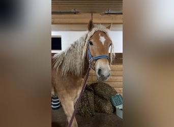 Edelbluthaflinger, Merrie, 4 Jaar, 146 cm, Vos