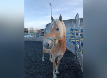 Edelbluthaflinger, Merrie, 4 Jaar, 146 cm, Vos