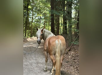 Edelbluthaflinger, Merrie, 4 Jaar, 148 cm