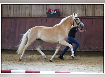 Edelbluthaflinger, Merrie, 4 Jaar, 149 cm